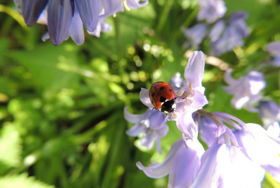 ladybird 449333 1280