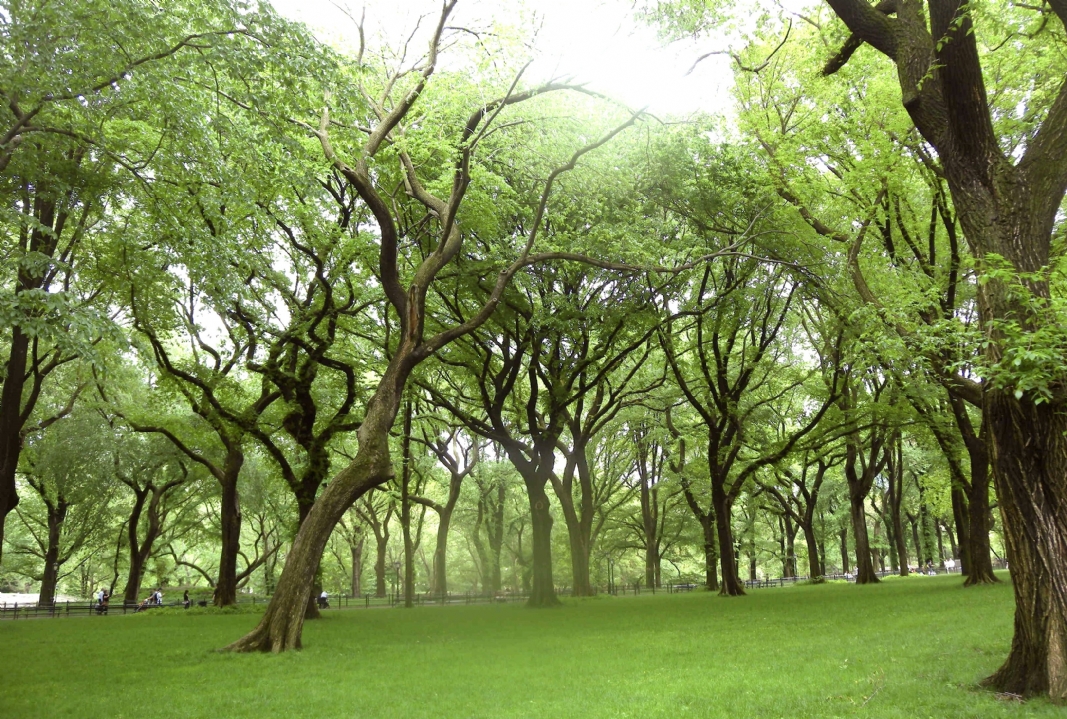 landscape 77023