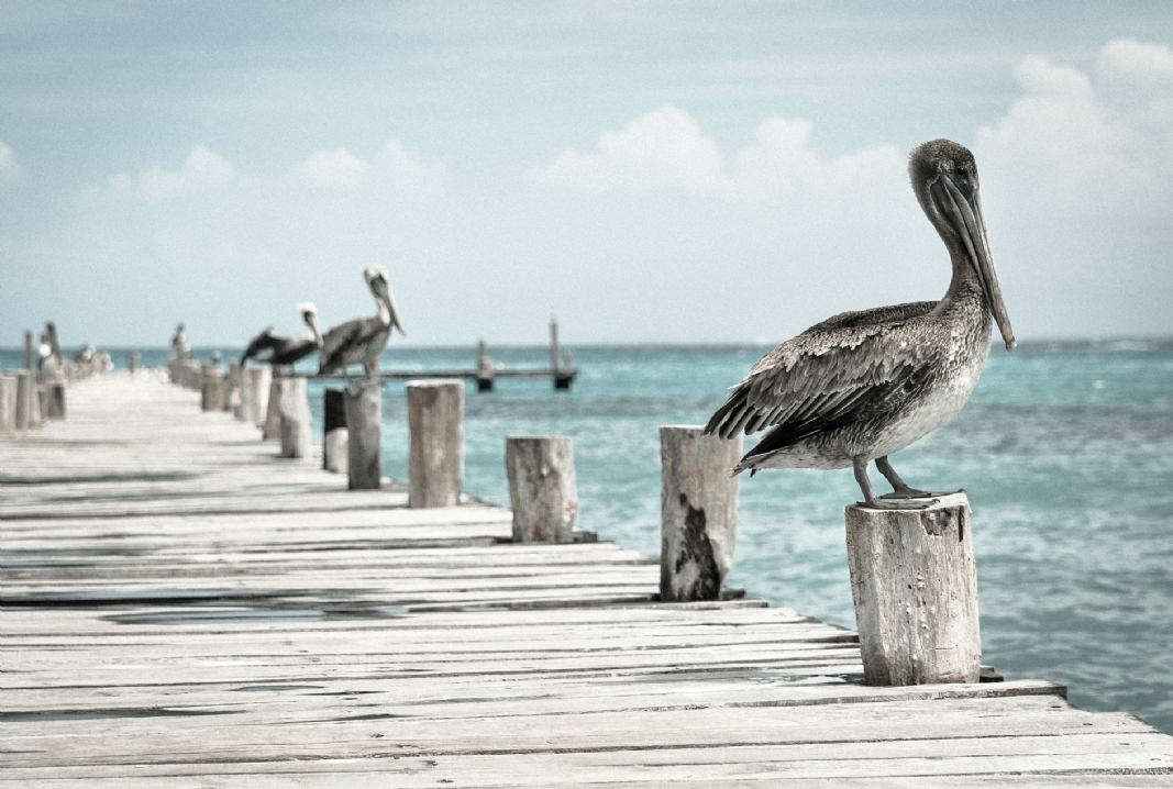 pelican 336583 1920