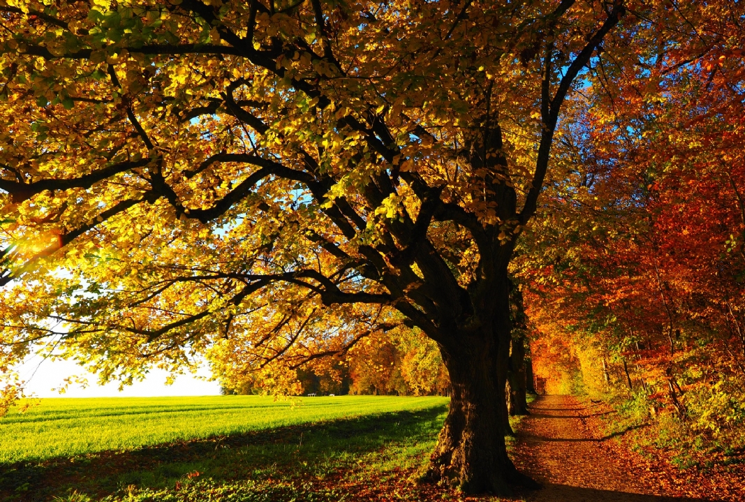 tree 779827 1920