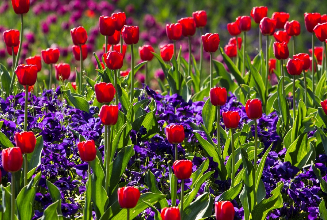 tulips 757144 1920